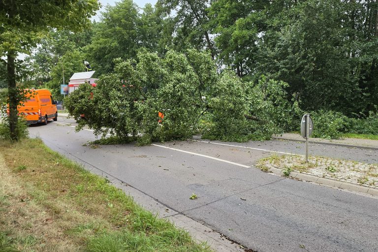 Baum auf Straße in Neetze