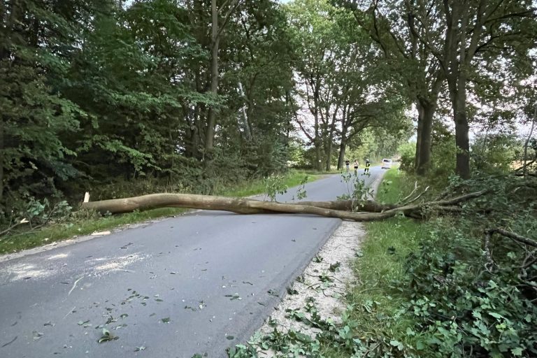 Baum auf Straße bei Rohstorf